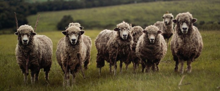 childhood Porter hybrid Are cineva vreo explicație pentru falimentul proprietarilor de oi? • zoso  blog