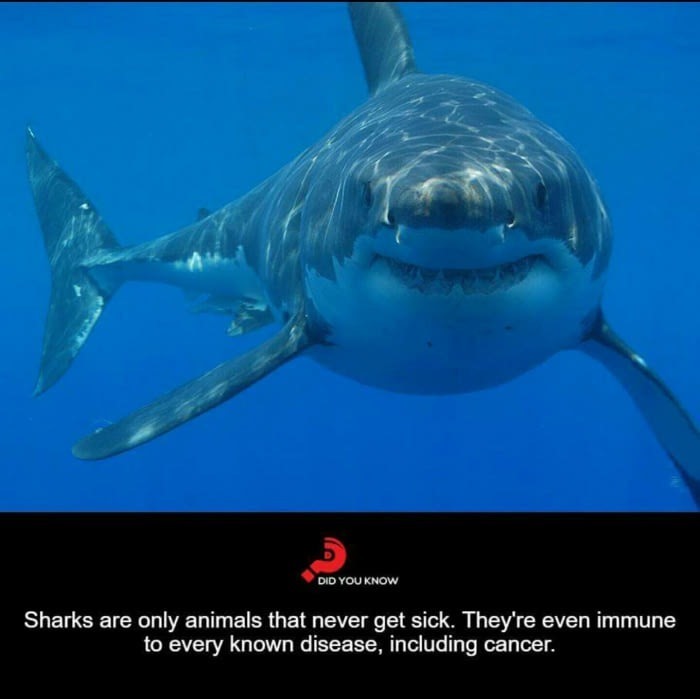 fun-shark