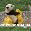 haters_gonna_panda