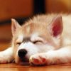 sleepy_dog