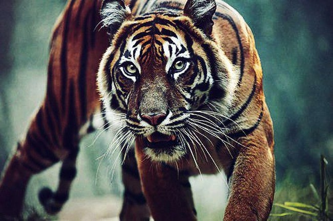 tiger-3