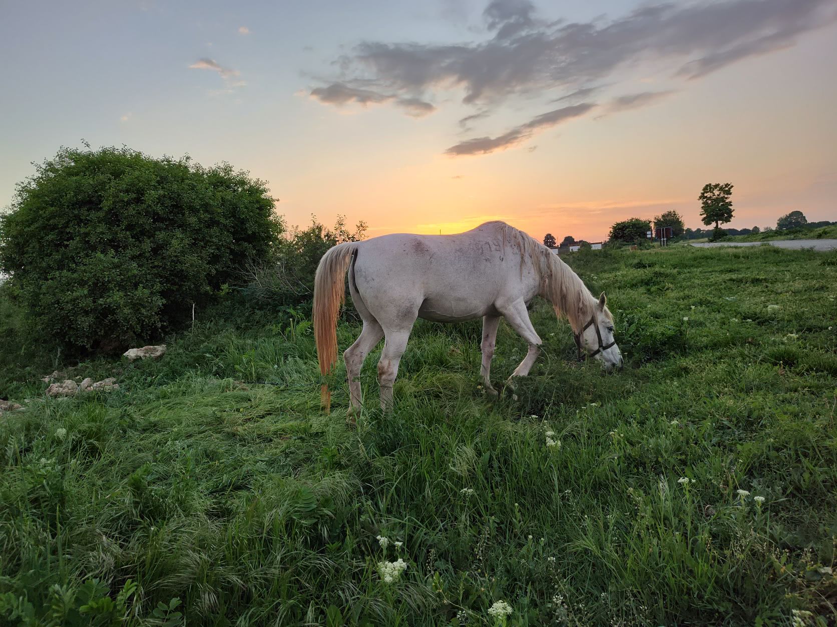 horse @ sunset