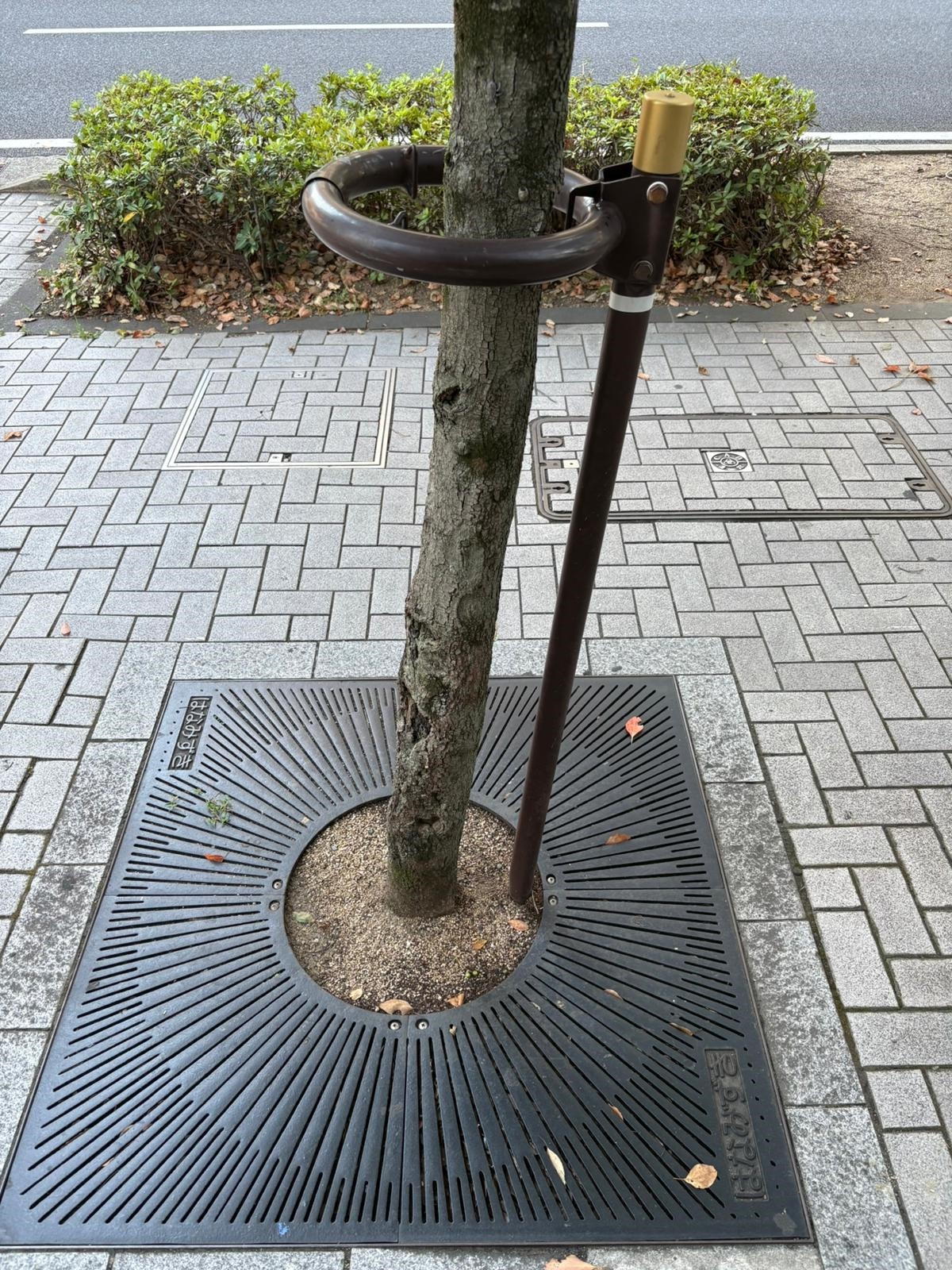 protectie-copaci-japonia protectie-copaci-japonia