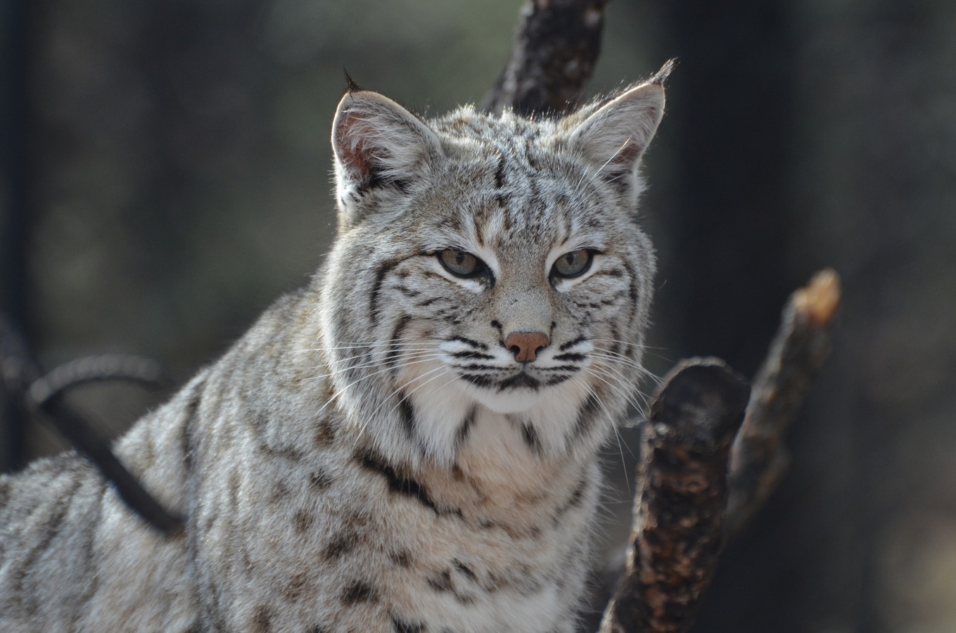 animale-pisica-lynx